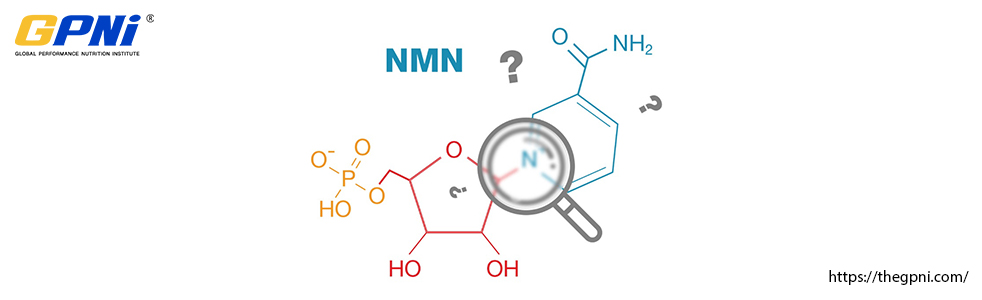 Is NMN Really That Good? Here is What The Science Says So Far