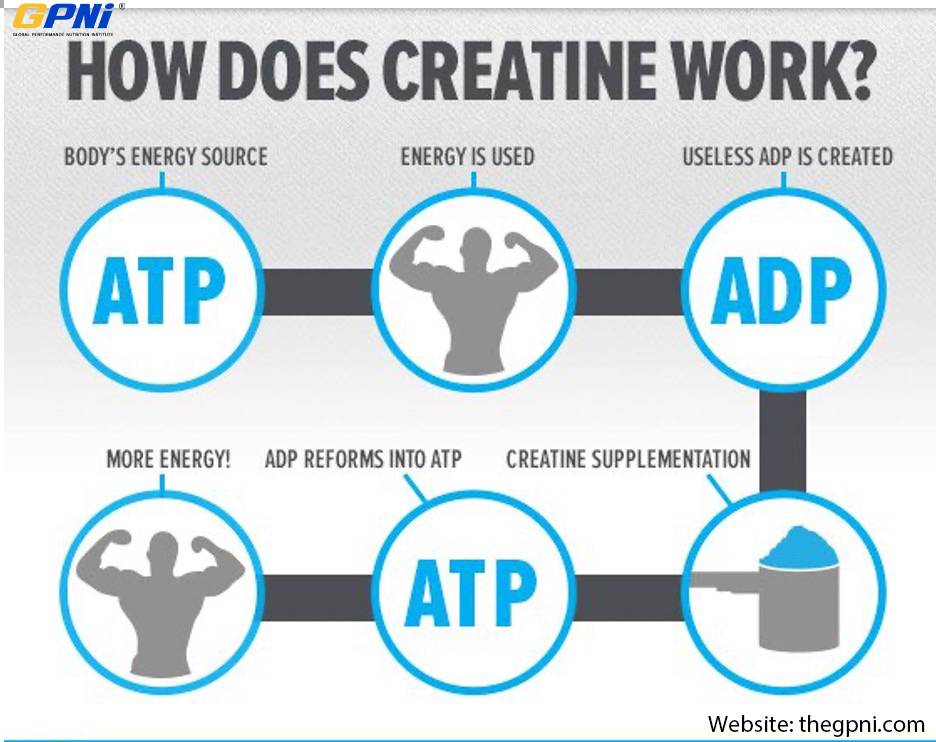 The Scientific Truth about Creatine