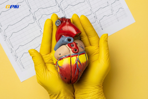 HDL Explained: Why “Good Cholesterol” Protects Your Heart